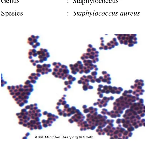 Gambar 2.9.Bakteri Staphylococcus aureus 