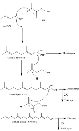 Gambar 2.2. Biosintesisa Terpenoid (Achmad, 1986) 