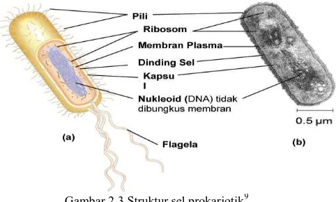 Gambar 2.3.Struktur sel prokariotik9 