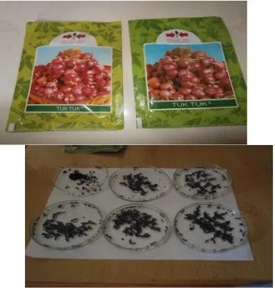 Gambar 1. Benih bawang merah varietas TUK TUK   Gambar 2. Perendaman benih dalam air dan dalam larutan ZPT 