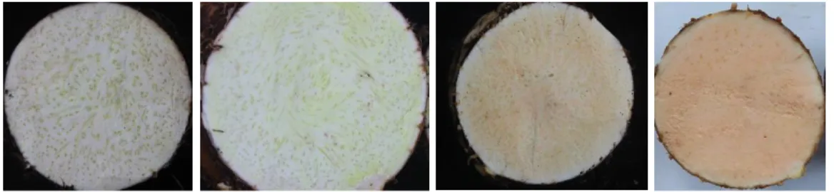 Gambar 6. Tipe kulit cormus pada aksesi talas di Kabupaten Buleleng (a) scales-present,  (b) fibrous, (c) fibrous and scales present