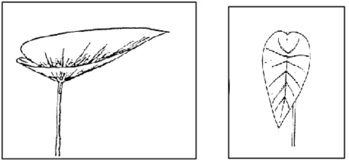 Gambar 1. Posisi dominan permukaan helai daun (a) Cup-shaped, (b) Erect-Apex down Berdasarkan  hasil  pengamatan  tinggi 