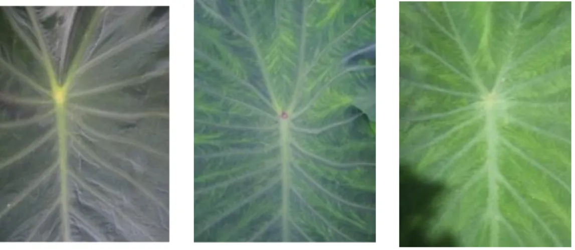 Gambar 4. Warna persimpangan petiol pada daun talas; Kuning (a), Ungu (b), Tidak  Berwarna (c)  