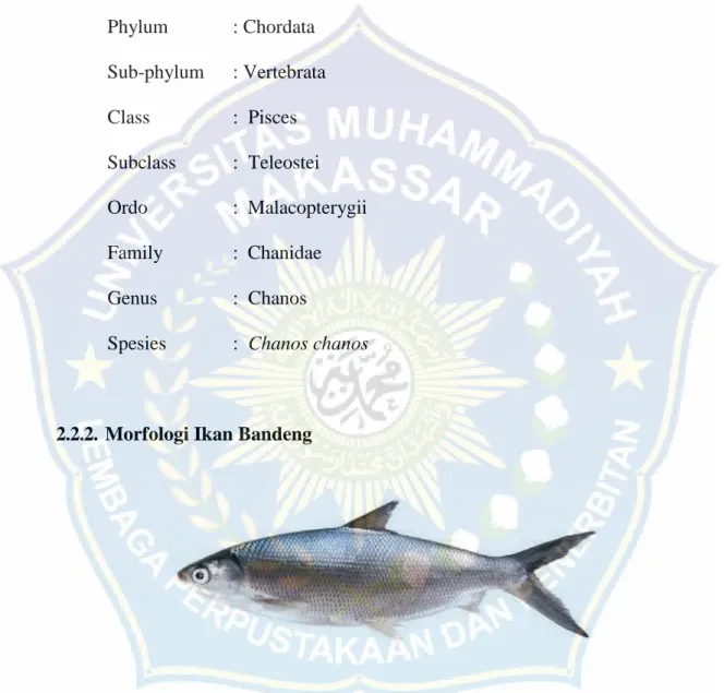 Gambar 2. Ikan Bandeng (Chanos chanos) 