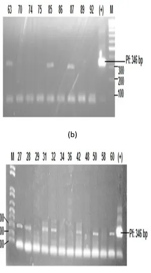 Gambar  6.1  Identifikasi    spesies    P.  falciparum    (a).  pada  masyarakat  Tertutup dengan  menggunakan  metode  single  step  PCR