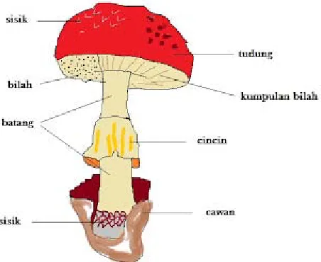 Gambar 1. Bagian tubuh jamur 