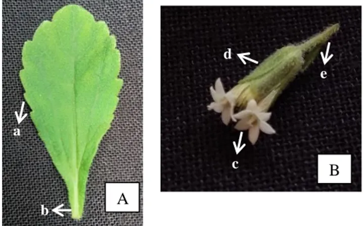 Gambar 1. Daun (A) dan bunga (B) Stevia rebaudiana aksesi Mini 