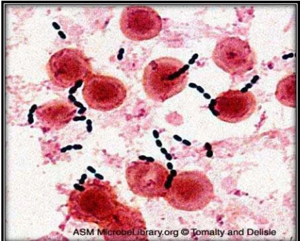 Gambar 1. Koloni Enterococcus faecalis  