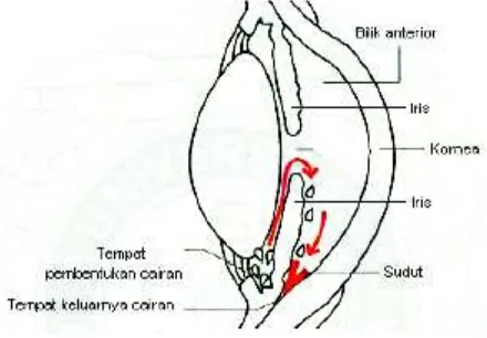 Gambar 2.3 Anatomi Mata Manusia 