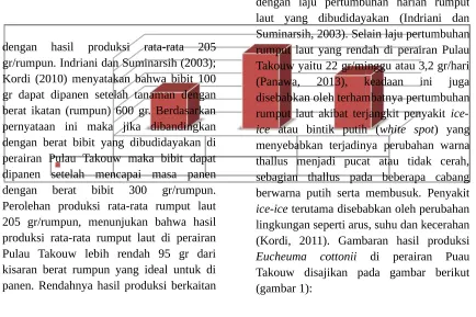 Gambar 1. Hasil Produksi Eucheuma cottonii
