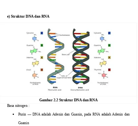 Gambar 2.2 Struktur DNA dan RNA