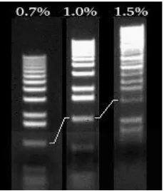 Gambar 2.13 Migrasi DNA Berdasarkan Konsentrasi Gel Agarosa