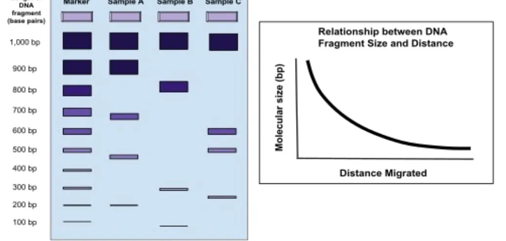 Gambar di atas menunjukkan hasil khas elektroforesis DNA dalam kaitannya dengan ukuran fragmen DNA dan jarak yang dimigrasikan melalui gel agarose