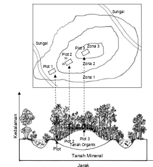 Gambar A. Lokasi pengamatan dengan tiga plot permanen berada pada tiga zona kedalaman gambut yang berbeda