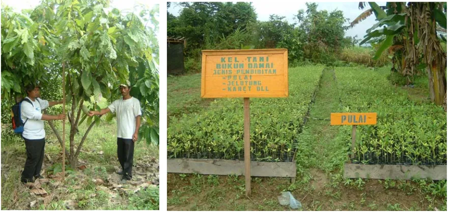 Gambar 7.  Bentuk kegiatan pemberdayaan masyarakat berupa penanaman tanaman kompensasi (tanaman perkebunan dan tanaman pohon) di Desa Telago Limo (kiri)  dan Desa Sungai Aur (kanan)