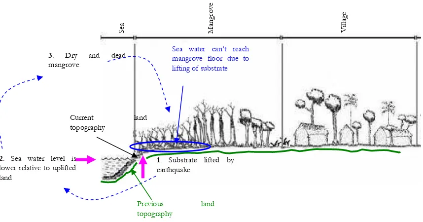 Figure 3-8. Illustration of mangrove death caused by lifting of the substrate at Lahewa-Nias 
