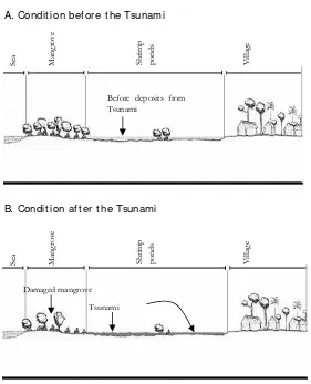 Figure 3-9. Tsunami deposits on pond floor  