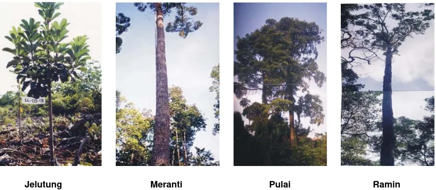 Figure 2.  Species of trees growing in peatlands (Photo: Iwan Tri Cahyo W./Dok. WI-IP) 