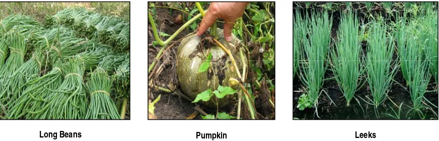 Figure 3.  Vegetables grown on peatland in Central Kalimantan and Jambi 