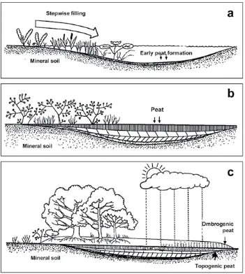 Figure 1. Schematic process of the formation and development of peat in a wetland basin landscapea) Encroachment of shallow lake by wetland vegetation; b) Topogenic peat formation; and c) Formation of ombrogenic peat dome above topogenic peat