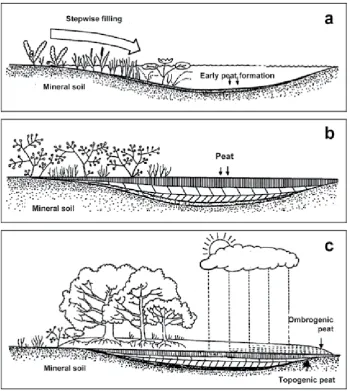 Figure 1. Schematic process of the formation and development of peat in a wetland basin landscapea) Encroachment of shallow lake by wetland vegetation; b) Topogenic peat formation; and c) Formation of ombrogenic peat dome above topogenic peat