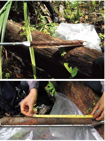 Figure 8. Peat sample appearing from the gouge on the fin’s surfacePeat in the bottom picture is more mature than that in the top picture