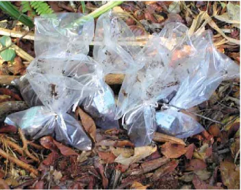 Figure 9. Peat samplesLabelled and sealed in plastic bags, ready for transportation to the laboratory for analysis