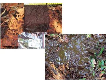 Figure 12. Cubical and fluid peat samplesCubical (left) and fluid (right) samples taken with an Eldeman auger from depths below the watertable