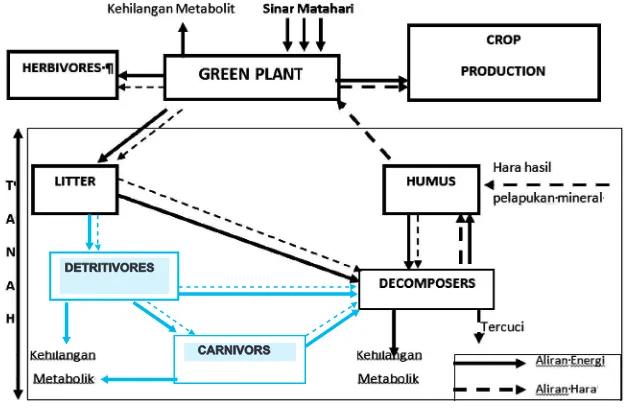 Gambar 1. Daur energi dan hara dalam ekosistem tanah (modifikasi dari                  Wallwork 1970).