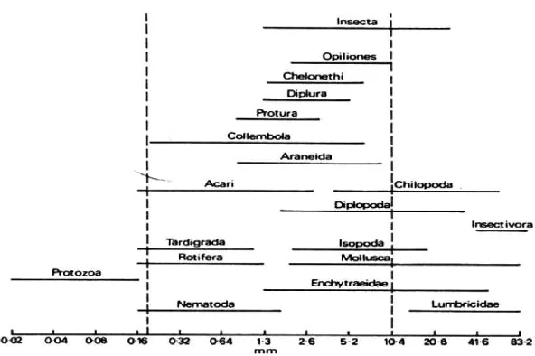 Gambar 6. Klasifikasi ukuran kelompok fauna tanah (Wallwork 1970).