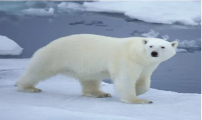 FIGURE 16.16 Habitat destruction threatens polar bears. Polar bears (Ursus maritimus) arereliant on floating sea ice as a feeding platform and for building dens.As a result of habitatdestruction caused by shrinking Arctic sea ice,polar bears were designated a ThreatenedSpecies in 2008.