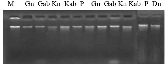 Gambar 8. Keterangan : Marker 100 ng (M), Embrio somatik(ES) klon                   MK638 (lajur 2-6) : Globular Normal (Gn), Globular abnormal (Gab), Kotiledon  normal  (Kn), Kotiledon abnormal (Kab), planlet MK (P)   ES klon  MK 558 (7-11): Globular normal (Gn), Globular abnormal (Gab), Kotiledon normal   (Kn), Kotiledon abnormal (Kab), Planlet (P) dan tanaman induk normal (Dn).