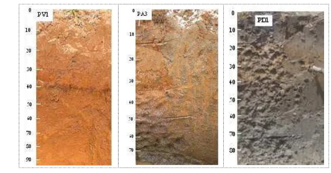 Gambar 9  Kenampakan pedon yang berkembang di daerah volkanik PV1), Dataran Aluvial (PA3) dan Dataran Lakustrin (PD1)