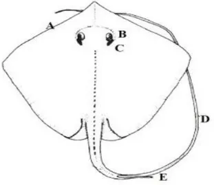Gambar 1. Ikan Pari; A. Sirip dada  yang menyatu dengan bagian depan kepala,  B.  Mata,  C.Lubang  bernafas,  D
