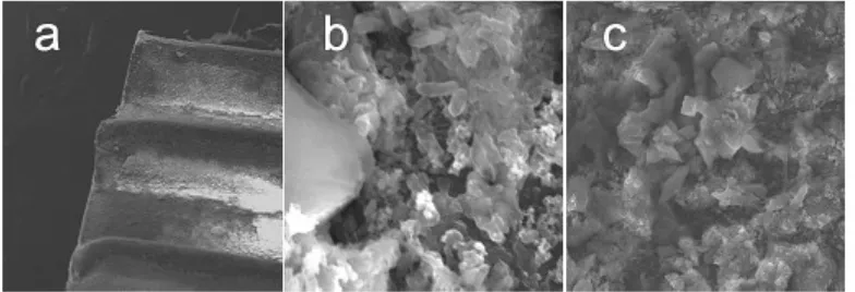 Gambar 4.  Scanning Electron Microphotograph dari biofilm cincin polietilen