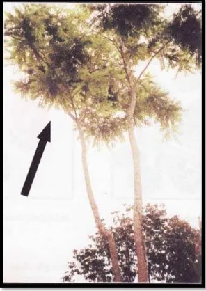 Gambar 4. Tanda panah di atas menunjukkan pohon lerak yang terdapat di Desa Ujung Pasir, Kec.Danau Kerinci, Jambi 23 