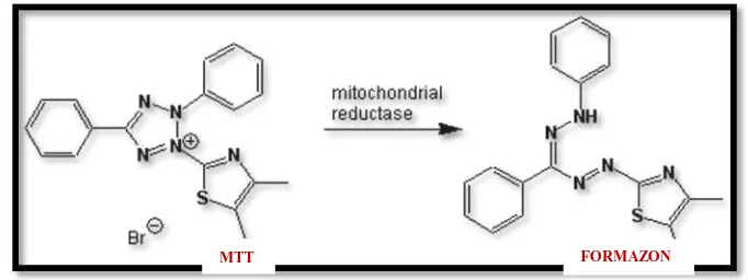 Gambar 7. Reaksi Reduksi MTT menjadi Formazan1 