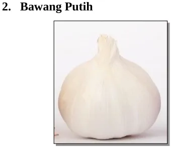 Gambar 3. Bawang bombay