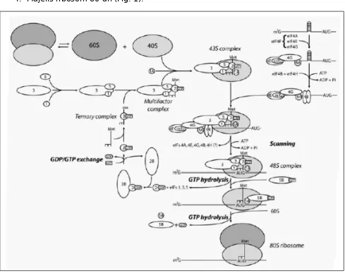 Gambar 1 model Scanning inisiasi eukariotik terjemahan. Met-tRNAiMet berinteraksidengan eIF2 GTP untuk membentuk kompleks terner