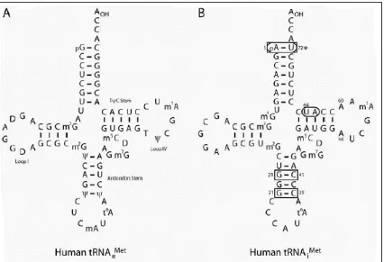 Gambar 2Elemen tertentu dalam tRNA inisiator manusia. Struktur elongator manusia (A) dan inisiator (B) Met-tRNA
