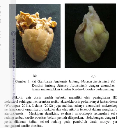 Gambar 1  (a) Gambaran Anatomis Jantung Macaca fascicularis (b) 