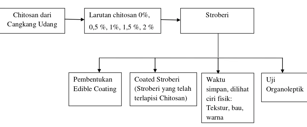 Gambar 2.5. Kerangka Konsep Penggunaan Chitosan Dari Cangkang Udang (Litopenaeus Vannamei) Sebagai Pengawet Alami Untuk Buah Stroberi (Fragaria x ananassa Duch)  