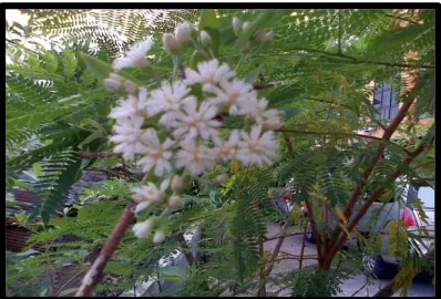 Gambar 3. Bunga Vernonia amygdalina 