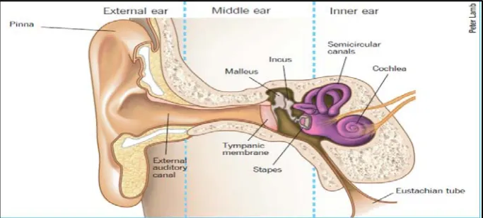 Gambar 2.1. Anatomi Telinga (Harkin & Kelleher, 2011) 