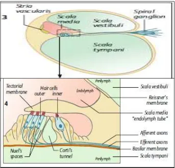 Gambar 2.2. Anatomi Koklea (Despopoulos & Silbernagl, 2008) 