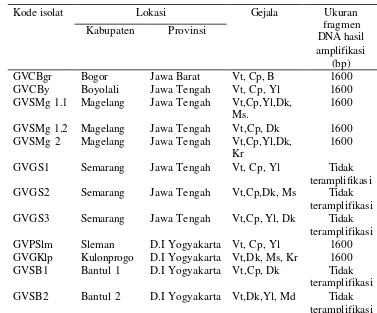 Tabel 3.1   Gejala infeksi begomovirus pada tanaman tomat di lapangan dan hasil deteksi begomovirus  menggunakan primer universal PAL1v 1978 dan PAR1c 715  