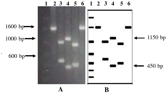 Gambar 3.5 Pola pemotongan fragmen DNA isolat begomovirus Magelang (GVSMg) dan Kaliurang (GVPSlm) dengan beberapa enzim restriksi