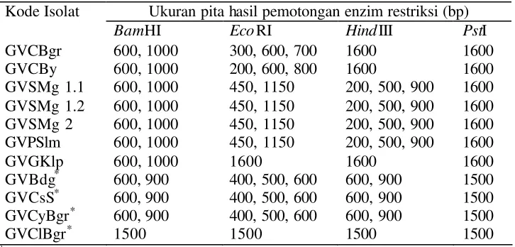 Tabel 3.2  Ukuran pita hasil pemotongan fragmen DNA isolat begomovirus              dengan menggunakan enzim restriksi 