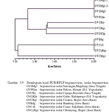 Gambar  3.9    Dendogram hasil PCR-RFLP begomovirus,  isolat begomovirus 