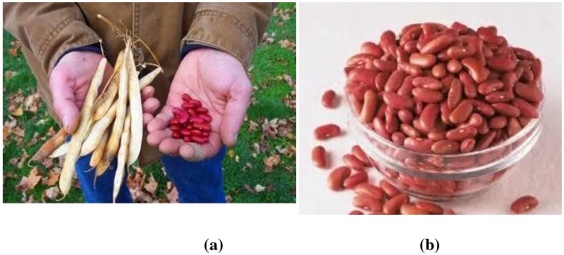 Gambar 2.2.Kacang Merah Yang Sudah Dikupas dari Kulitnya 